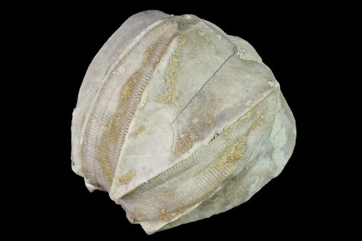 Blastoid (Pentremites) Fossil - Tennessee #142098